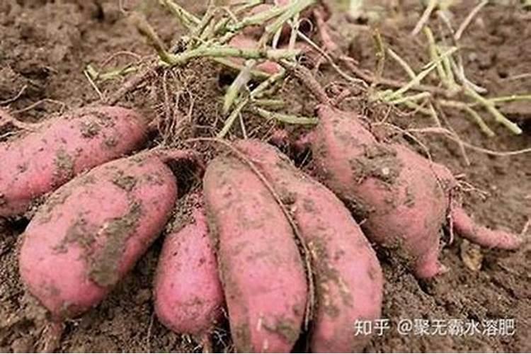 红薯苗喷什么叶面肥生长快,红薯苗什么时候种植好
