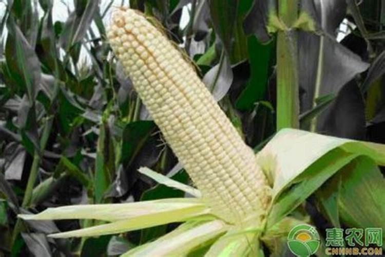玉米1号叶面肥跟什么搭配最好用？