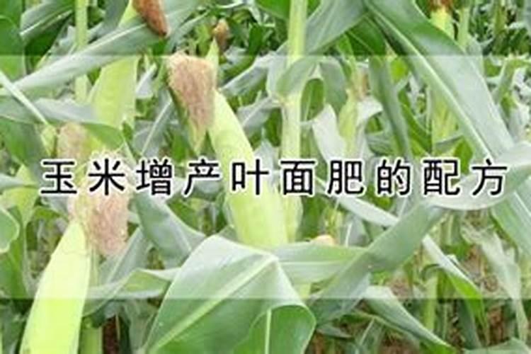 玉米叶面肥的最佳配方