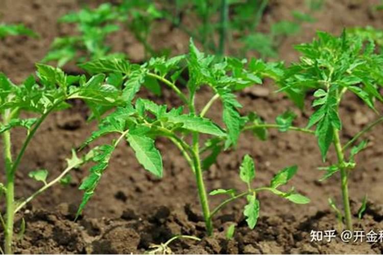 番茄幼苗期几天用一次磷肥最好？