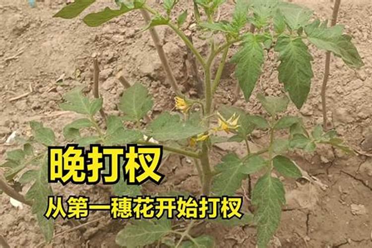番茄追肥的合适时间是什么时候？