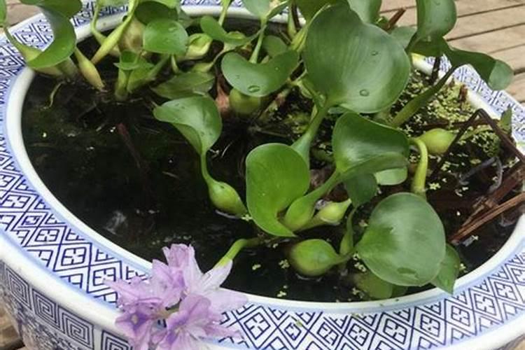 家养水葫芦需要注意哪些问题？