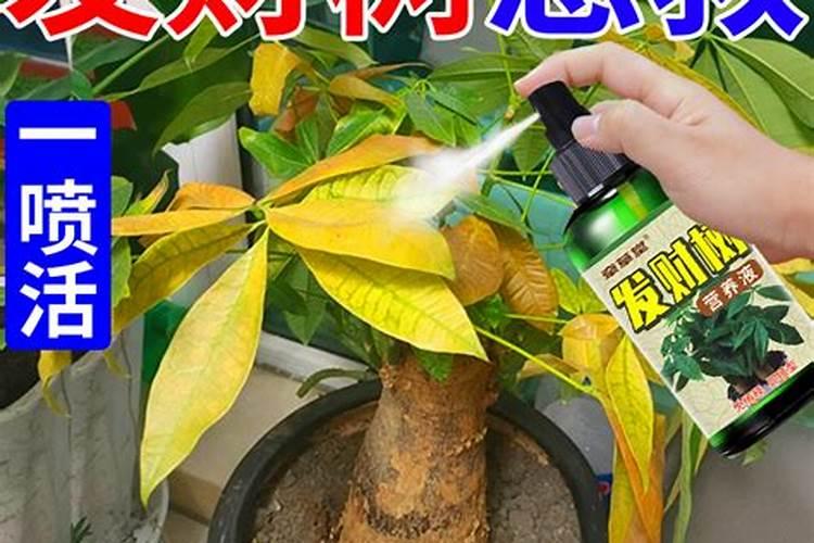 发财树叶子发黄施肥用什么肥料？