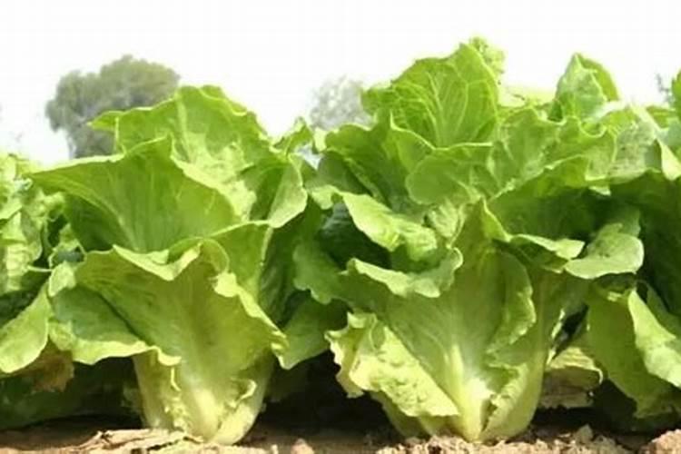 结球生菜打什么叶面肥好些？