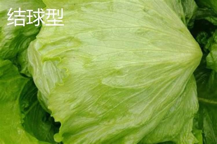 结球生菜不结球的原因是什么？有没有什么好的解决方法？
