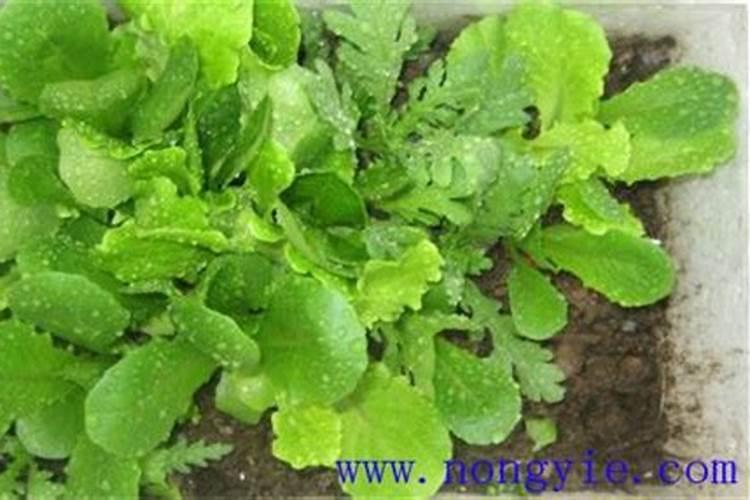 阳台生菜如何施肥