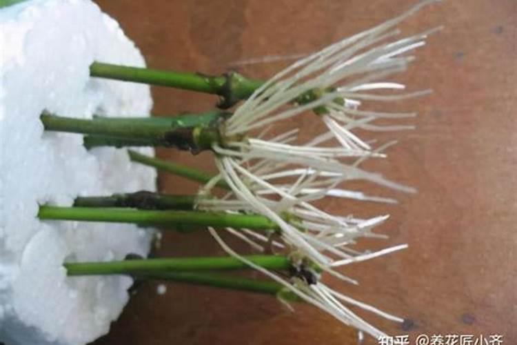 用什么肥给茉莉花生根发芽快？