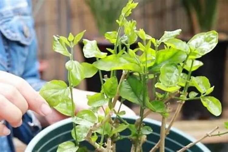 怎样才能让茉莉重新发芽生根？