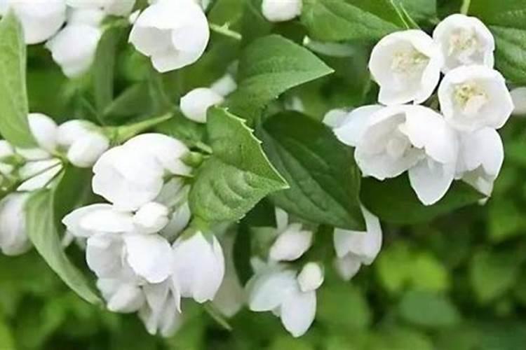 茉莉花什么时候发芽
