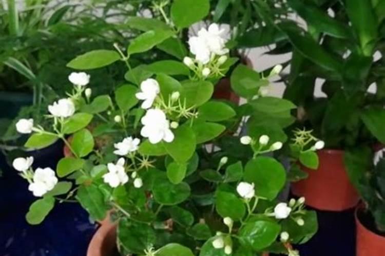 茉莉花浇什么水好,长得更旺盛