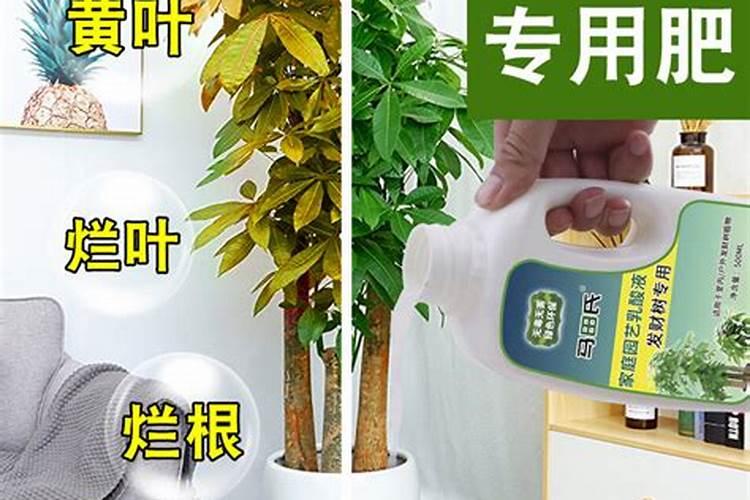 铁树喷营养液好呢还是专用肥好呢？