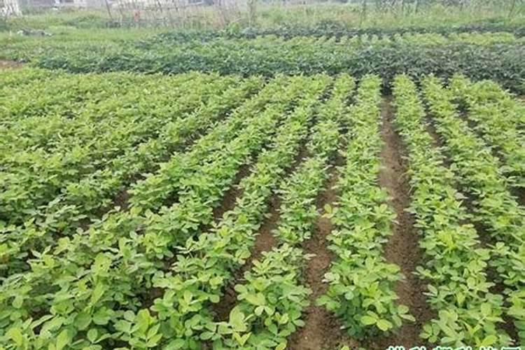 种花生一亩地施多少肥料合适？
