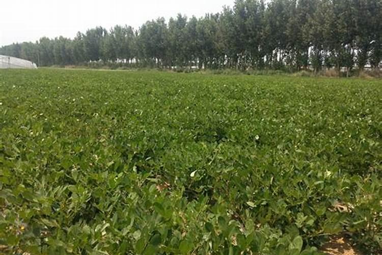 花生一亩地用多少复合肥