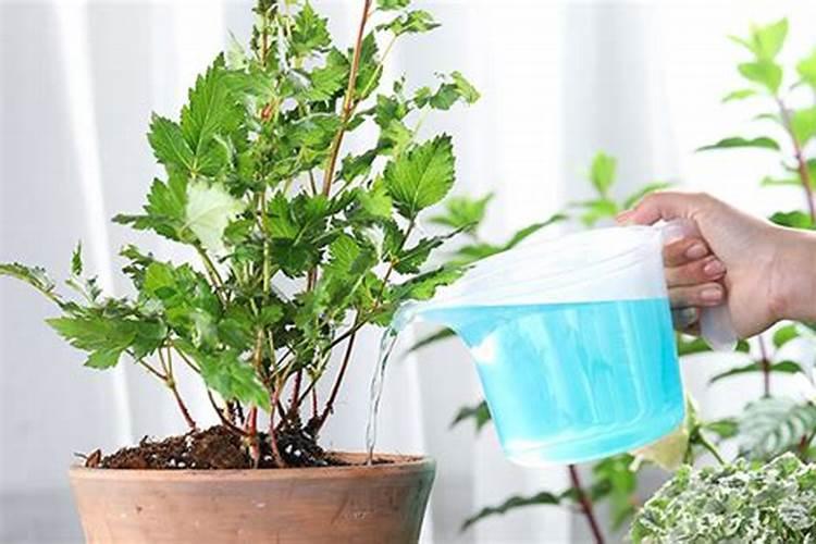 水溶肥价格多少钱一吨 如何选购优质的水溶肥料