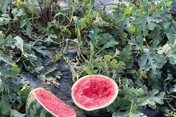 西瓜种植多少天施肥？