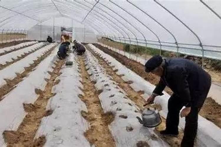 西瓜定植几天可施肥施碳氨多少？