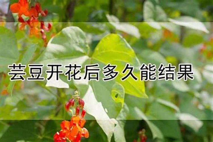 芸豆开花多久施肥