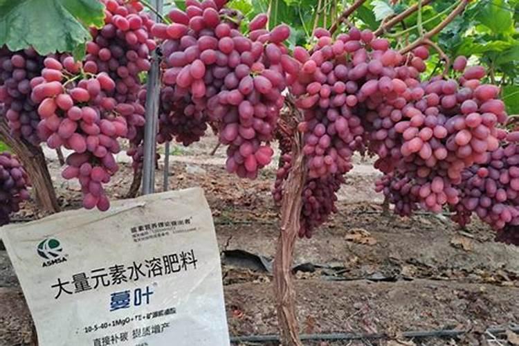 葡萄苗期用什么肥料好