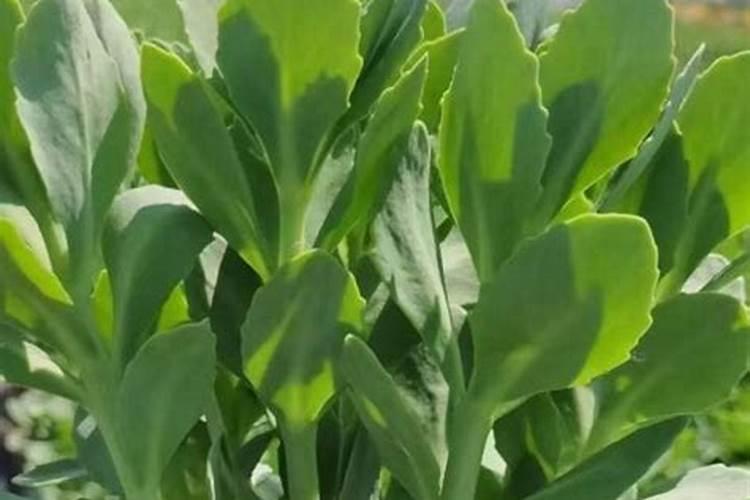八宝景天小苗可以放肥料吗放什么肥料好