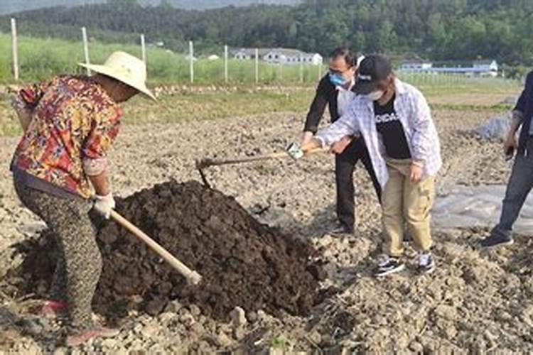 荒了五六年的田种有机稻要施有机肥吗？