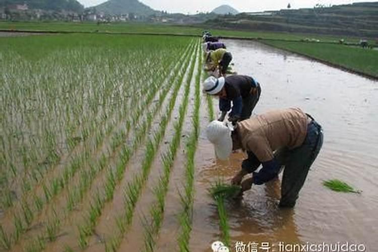 水稻移栽后追什么肥生根快一点？