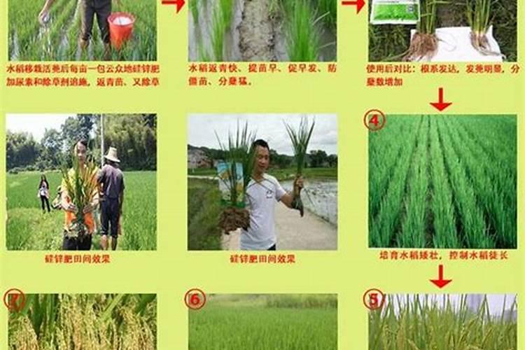 水稻追反青肥什么时候追,追尿素每亩追多少？