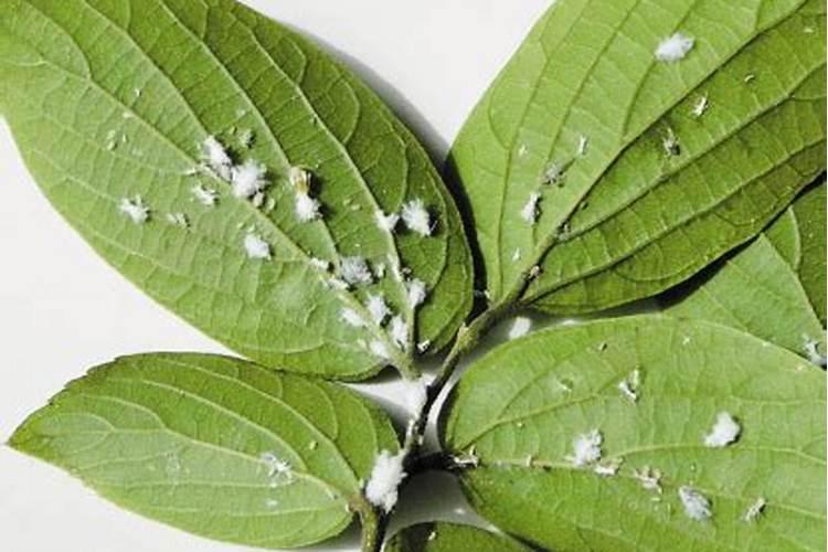 成熟的柿子里面出现了很多白色的小虫子,该怎么办？
