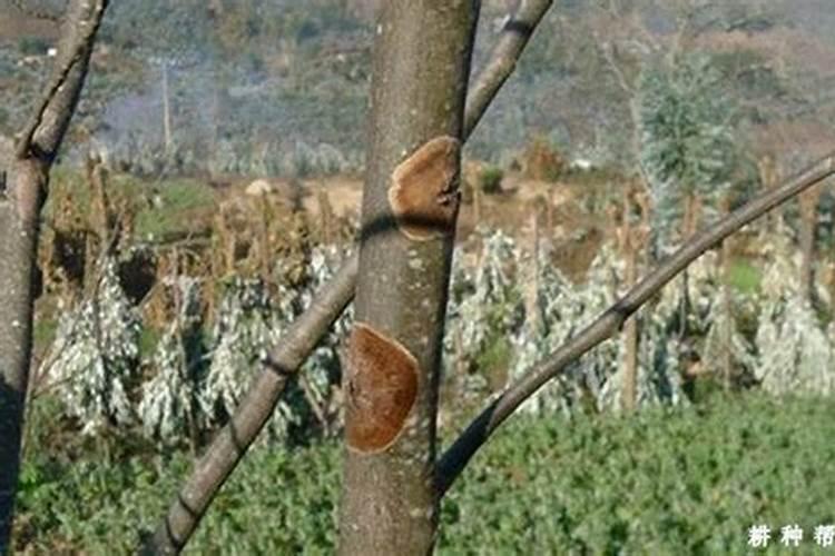 猕猴桃膏药病防治方法