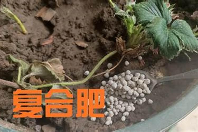 农用复合肥养花怎么施用,养花用农用颗粒复合肥多久一次
