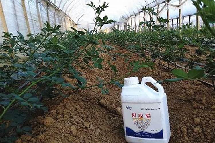 生根剂水溶肥叶面喷施效果会好吗