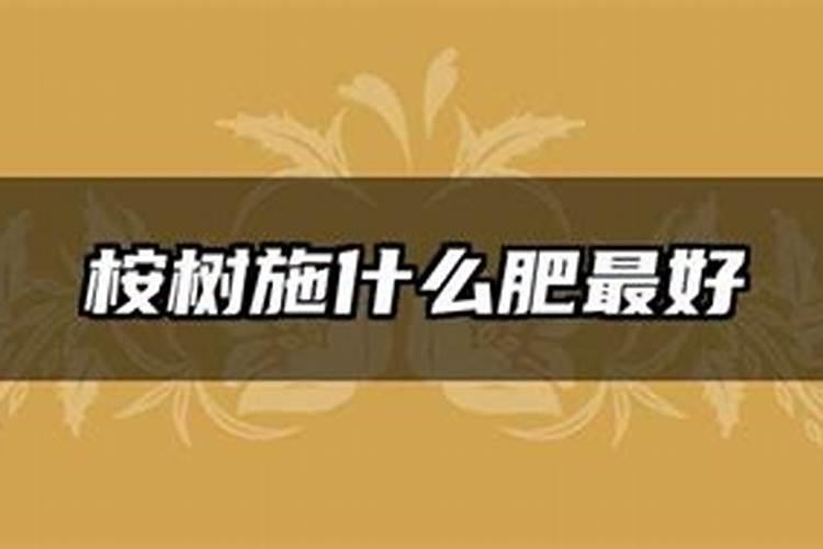 桉树施什么肥最好