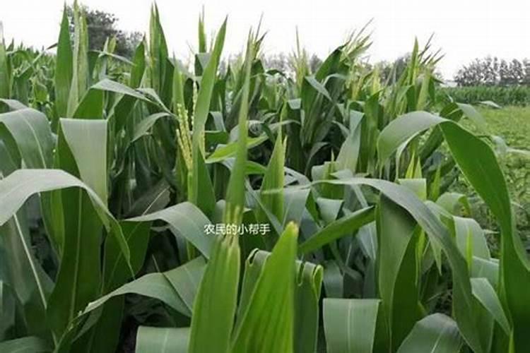 玉米快抽穗了要施肥吗？