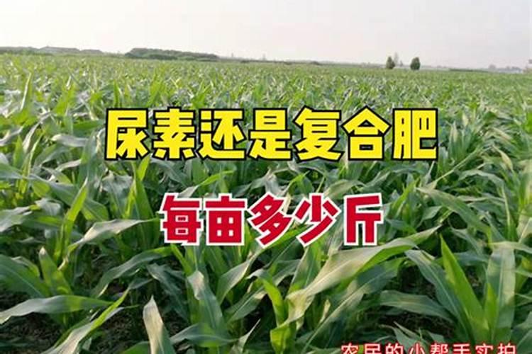玉米抽穗时间可以追尿素肥吗