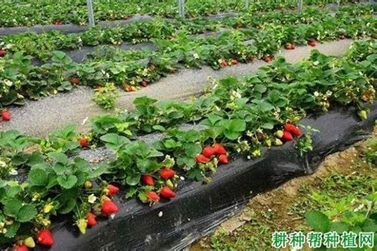 草莓氮肥用什么代替最好？