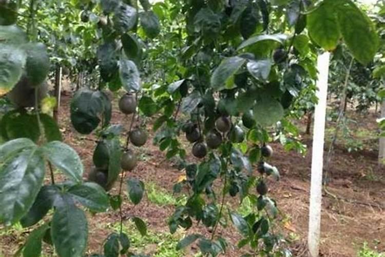 百香果施什么肥料最好