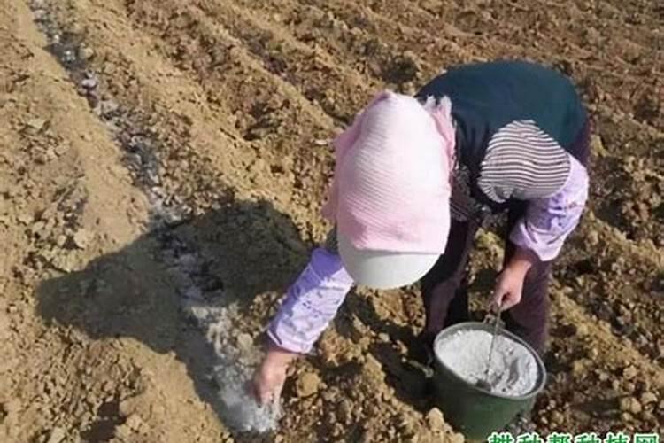 怎样正确地施用硼肥？