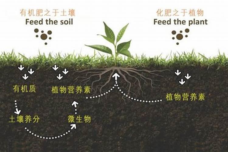 哪种肥料不属于有机肥料,有机肥料和无机肥料的区别