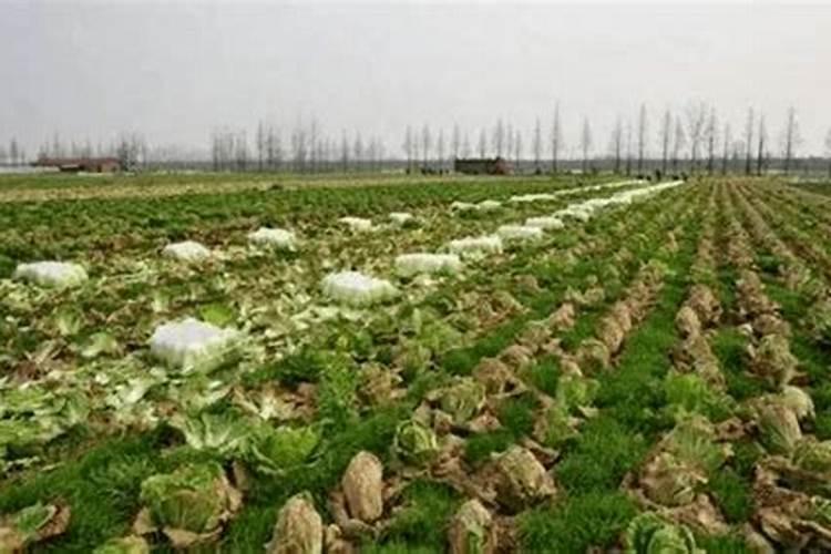 磷肥多了对土地有影响吗为什么？
