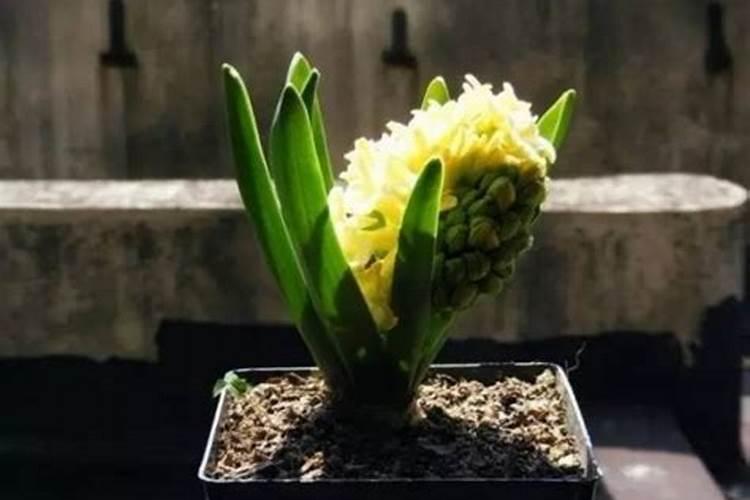 植物缺肥症状及对应的花肥沤制方法:薄肥淡施