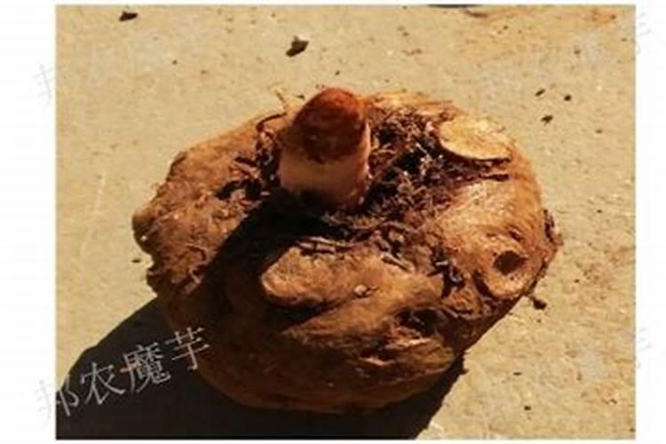 曲靖一代白魔芋种植方法和注意事项
