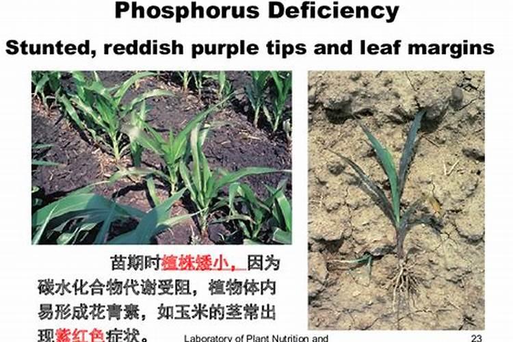 磷肥对植物的作用与功效 常见磷肥种类及施用技术