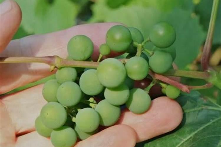葡萄膨大需要几片叶面肥水？