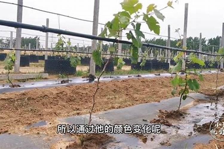 葡萄种植不同时期如何追肥施肥注意事项