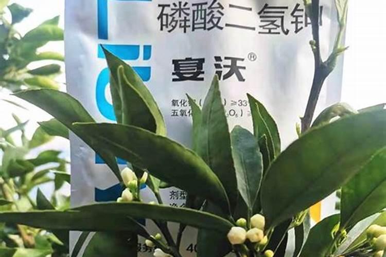 棒豆多少后才可以用钾肥肥料？