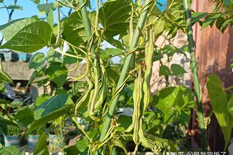 4月份可以种豆角吗？