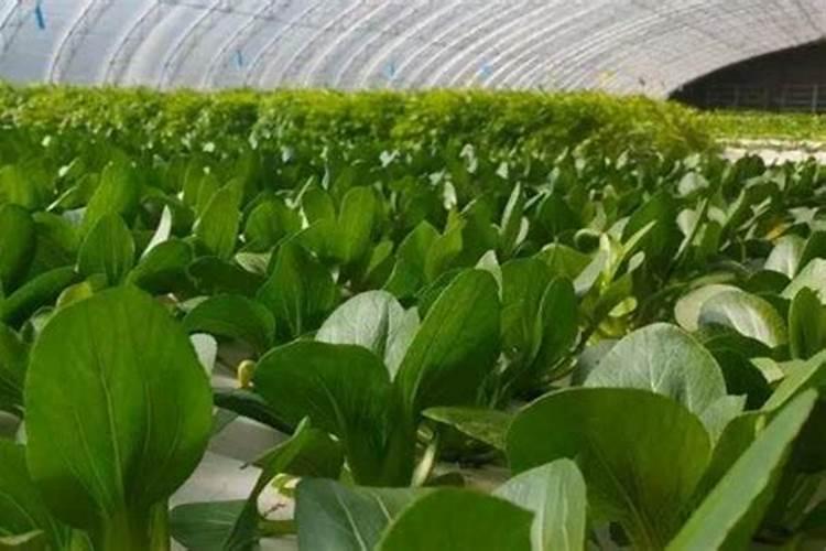 怎样施油菜硼肥有效果呢？