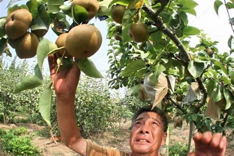 钾肥会影响果实长大么为什么呢？