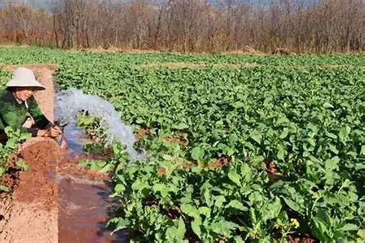种植菜下雨天能施磷肥吗为什么？