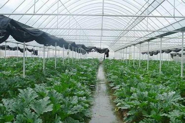 蔬菜在夏季应该如何施肥