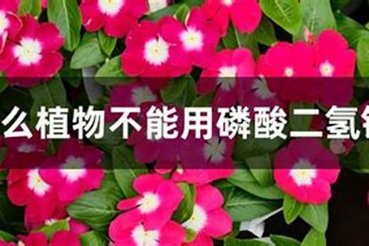 什么植物不能用磷酸二氢钾？